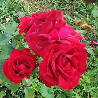 Нина Вейбул роза, описание, характеристики, отзывы и уход | РозоЦвет
