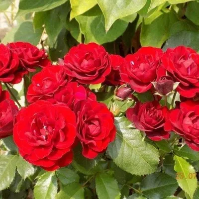 Роза флорибунда Нина Вейбул С6 – купить в Казани по низкой цене | Питомник  «Биосфера»: саженцы, грунты, садовый инвентарь