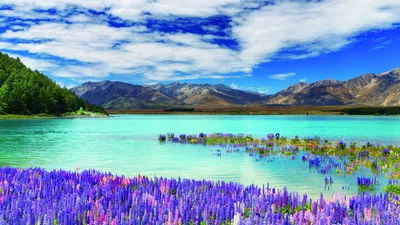 Обои Новая Зеландия, река, горы, New Zealand, river, mountains, flowers,  clouds, 4k, Природа #16208