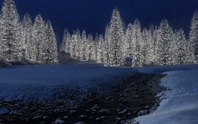 Фото Новогодний лес Зима Природа Времена года