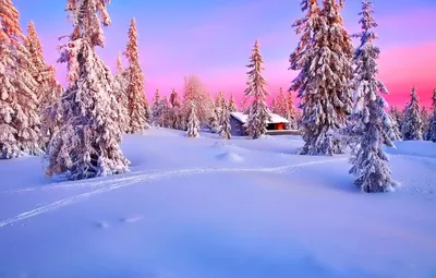 Зимний новогодний лес - фото и картинки: 32 штук