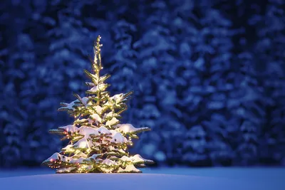 Фото Рождество зимние Природа Новогодняя ёлка снега Ночь