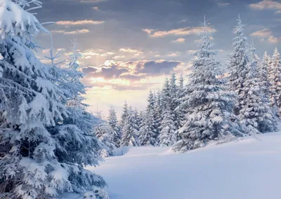 Новогодние заставки - красивая зимняя природа картинки - webmandry.com