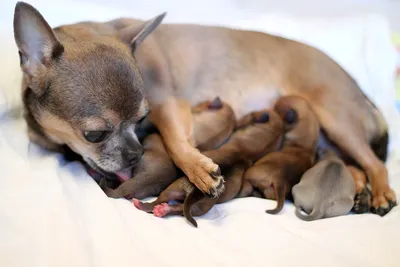 Вид сверху. Новорожденные щенки чихуахуа едят грудное молоко.  Чистоплеменных разведения собак Стоковое Фото - изображение насчитывающей  мило, черный: 196438540