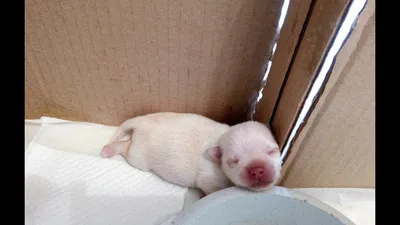 Новорожденные щенки чихуахуа - 46 фото: смотреть онлайн