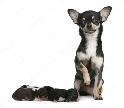 Новорожденные щенки мопса - 72 фото