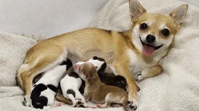 Новорожденные щенки чихуахуа || Newborn chihuahua puppies - YouTube