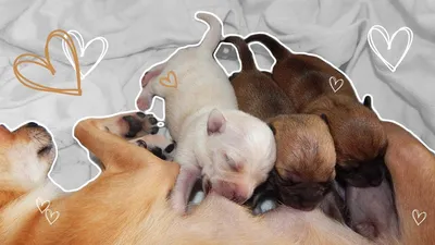 Новорожденные щенки чихуахуа | Смотреть 38 фото бесплатно