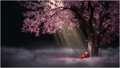 Живые обои Аниме Sakura Drop Animated Wallpaper скачать бесплатно для  windows