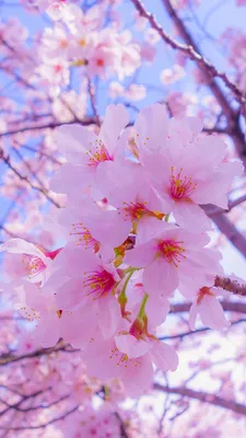 Скачать 720x1280 сакура, цветы, цветение, весна, розовый обои, картинки  samsung galaxy mini s3, s5, neo, alpha, sony xperia compact z1, z2, z3,  asus zenfone