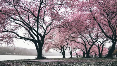 Обои сакура дерево, цветение вишни, расцвет, дерево, природа Full HD, HDTV,  1080p 16:9 бесплатно, заставка 1920x1080 - скачать картинки и фото