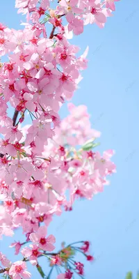 Вертикальная версия фотографии сакуры романтические розовые обои для  телефона Фон И картинка для бесплатной загрузки - Pngtree