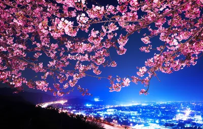 Обои Сакура, Япония, Ночной город, Shin Mimura, Шоссе, Цветущая вишня  картинки на рабочий стол, раздел город - скачать