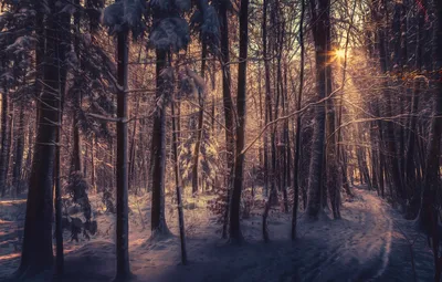 Обои снег, обработка, солнечный свет, зимний лес картинки на рабочий стол,  раздел природа - скачать
