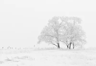 3 подсказки, как красиво сфотографировать снег | Sun Inside Photo\u0026Video