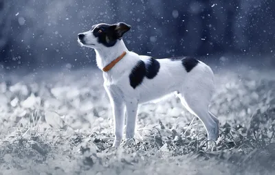 Обои зима, иней, трава, взгляд, листья, свет, снег, природа, черно-белый,  поляна, зимний, собака, обработка, щенок, ошейник, прогулка картинки на  рабочий стол, раздел собаки - скачать