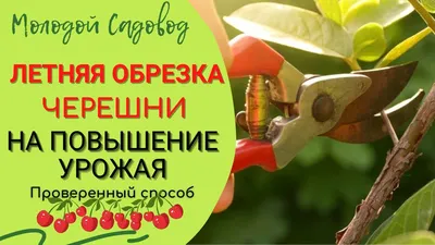 Обрезка черешни летом | Летняя обрезка черешни | Когда обрезать черешню? -  YouTube