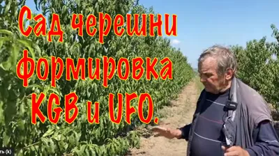 Сад черешни формировка KGB и UFO. Интенсивный персиковый сад. — Питомник  Маценко