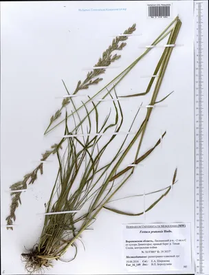 MW0548686, Festuca pratensis (Овсяница луговая), specimen