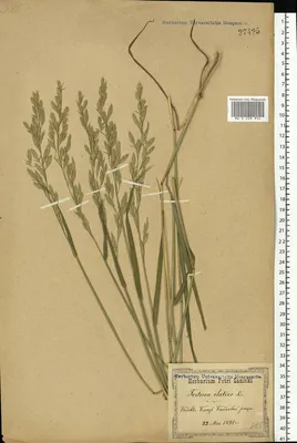 MW0249934, Festuca pratensis (Овсяница луговая), specimen