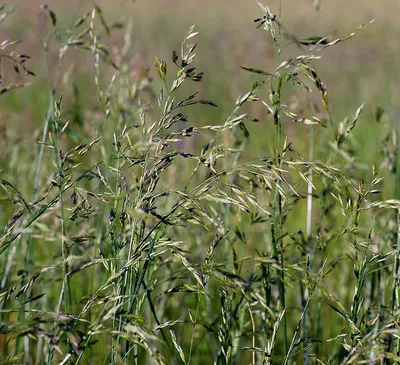 Овсяница луговая (Festuca pratensis Huds.) - растение-аллерген: что именно  в растении вызывает аллергическую реакцию у детей и взрослых