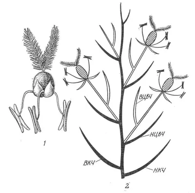Биология 5 класс Овсяница луговая имеет мелкие невзрачные цветки. Как вы  думаете, с чем - Школьные Знания.com