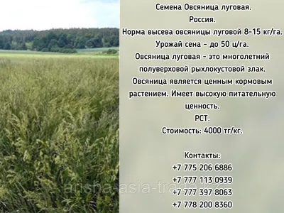 Семена Овсяница луговая РСТ Россия: продажа, цена в Есике. Семена и клубни  трав и цветов от \"ТОО \"Arisha eurasia tradE\"\" - 99110374