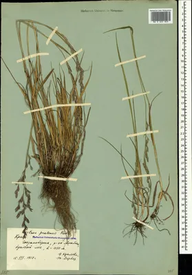 MW0602805, Festuca pratensis (Овсяница луговая), specimen