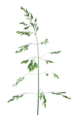 Одно растение овсяница луговая латинская festuca pratensis на белом фоне |  Премиум Фото