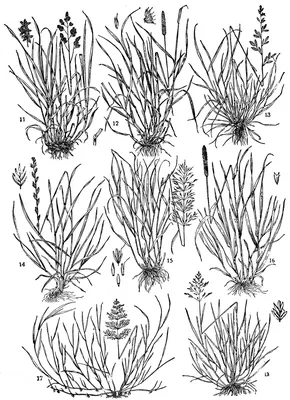 Festuca pratensis - Image of an specimen - Plantarium