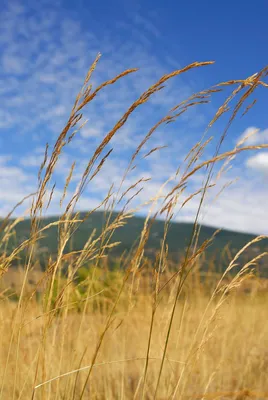 Овсяница луговая (Festuca pratensis Huds.) - растение-аллерген: что именно  в растении вызывает аллергическую реакцию у детей и взрослых