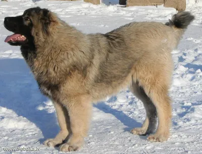 SOBAKI.PRO | Породы собак | Кавказская овчарка | Фото 42305