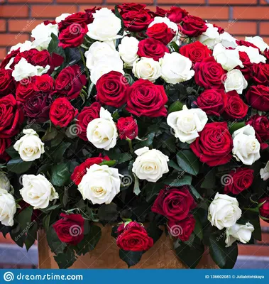 Огромный букет белого и красных роз Стоковое Изображение - изображение  насчитывающей отпразднуйте, пук: 136602081