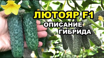 Огурец лютояр описание фото