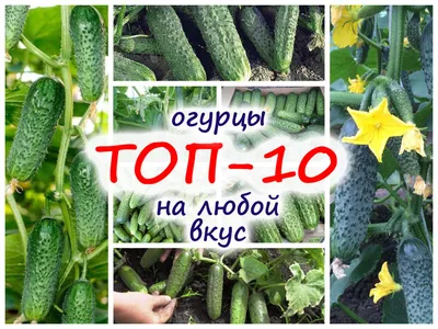 Рейтинг гибридов огурцов – ТОП-10 по мнению огородников разных стран