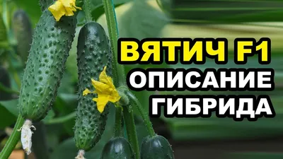 Огурец Вятич F1. Описание гибрида - YouTube