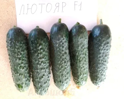 Купить Огурец Лютояр F1 (100 семян) • Yuksel Seeds (Турция) • Ранний  урожайный высокотоварный партенокарпический огурец для тепличных условий  выращивания • в Агрошоп5 с доставкой по России • -4195