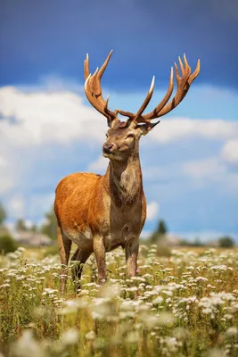 Благородный олень (Cervus elaphus) – млекопитающее семейства оленей отряда  парнокопытных. Крупное животное имеет высо… | Благородный олень, Животные,  Млекопитающие