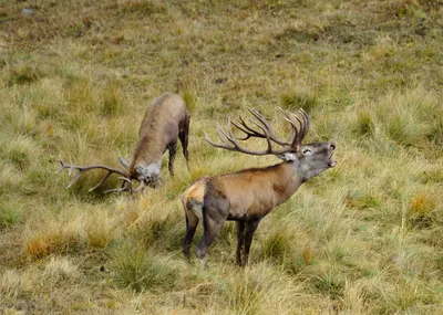 Благородный олень (Cervus elaphus) - Природный парк Олений