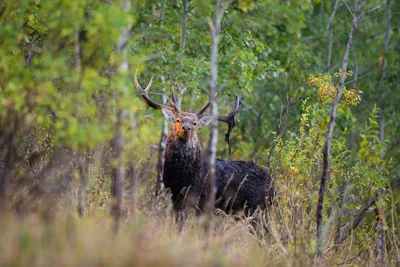 Deer and Fog by OLEG | Благородный олень, Животные, Олень картины