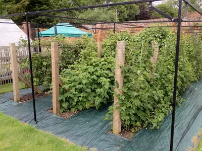 Walled Garden update – June 2012 | Vyne gardens