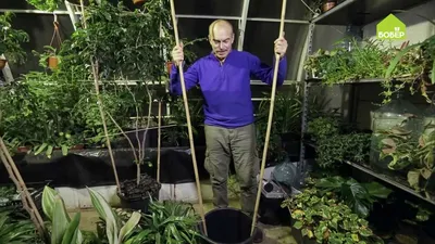 Как сделать опору для растения - Бобёр.ру