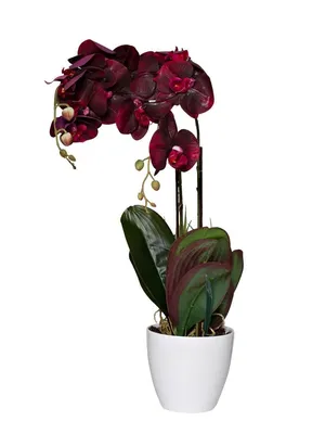 Орхидея бордовая фото