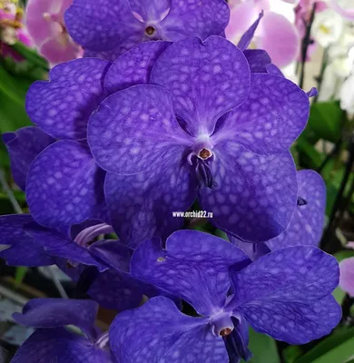 Орхидея Vanda Violet Blue