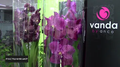 Как правильно ухаживать за орхидеей ВАНДА ? / How to properly care for an  orchid VANDA ? | Орхидея, Орхидеи, Дикая орхидея