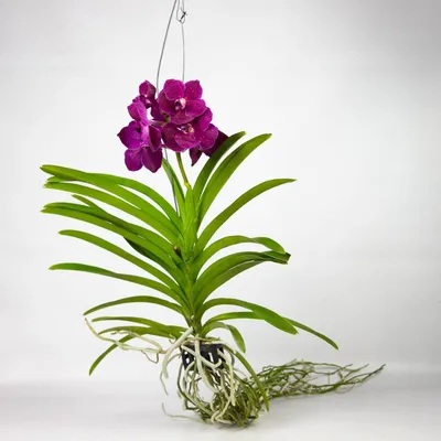Орхидея ванда фото