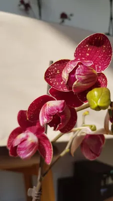 Архив Орхидея бабочка пелор кимоно ✔️ 370 грн. ᐉ Другие комнатные растения  в Одессе на BESPLATKA.ua 83324506