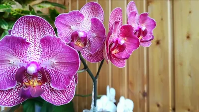 Орхидея КИМОНО бабочка 🦋 Домашнее цветение Phalaenopsis Kimono - YouTube