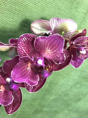 Kimono бабочка phalaenopsis orchid | Phalaenopsis orchid, Orchids,  Phalaenopsis