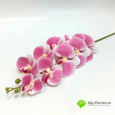 Купить орхидеи как живые: Орхидея \"Кимоно\" силикон (Лиловая с белым кантом)
